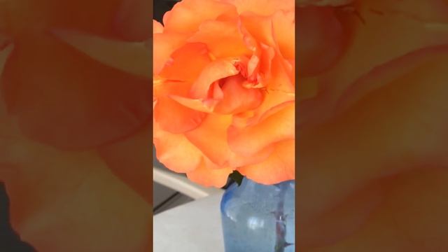 Магия Розы.... смотреть онлайн