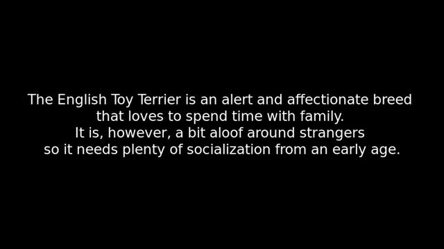 English Toy Terrier - small dog breed смотреть онлайн