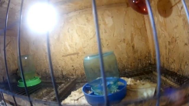 Видео для новичков в разведении индоутят! Где содержать, как кормить и многое другое в этом видео! смотреть онлайн