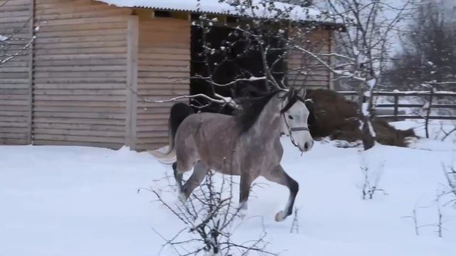 Арабский жеребец 2019 года рождения на продажу. #арабскийжеребец смотреть онлайн