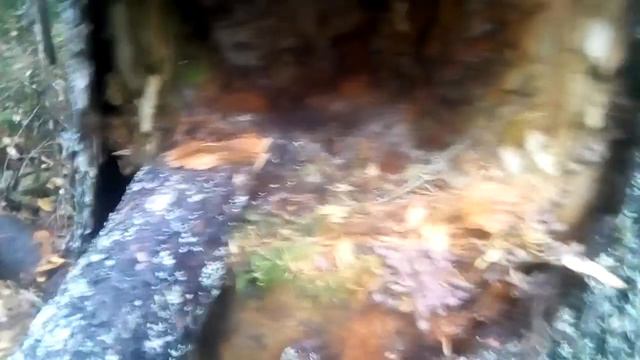 КП120 в пень на куницу, соболя и норку смотреть онлайн