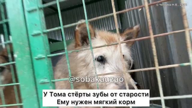 Том в прибте более 12 лет.... ждет зозяина...Приют «Щербинка». Проект помощи @sobakauzao смотреть онлайн