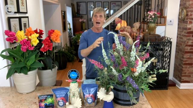 Phillip Watson Designs 3-in-1 Combo Live Butterfly Bushes on QVC смотреть онлайн