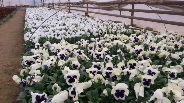 Атига 6 хил озука ва жуда чиройли гуллар. Gel ozuqa Artifex Agrochem 15-68-15, 15-10-50 ва 25-25-25 смотреть онлайн