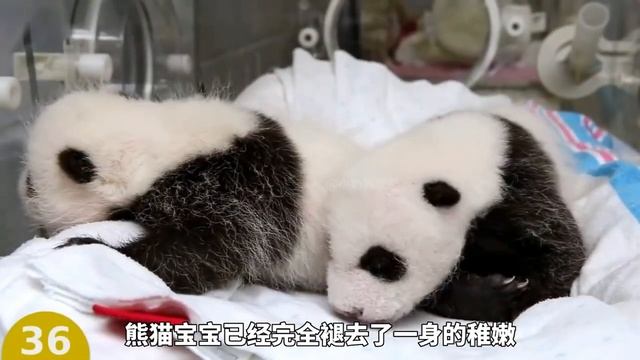 雞媽媽和貓咪展開孩子爭奪戰！ 一個是生母一個是孕母，看看小雞會選擇哪一邊呢？ 【小奶狗觀影】 смотреть онлайн