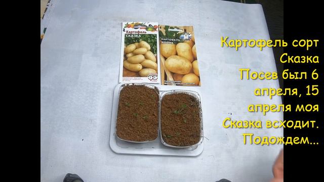 Картофель из семян, на выходе- чистый посадочный материал! #картофель #potatoes смотреть онлайн