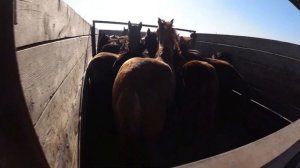 Откорм быков и лошадей (Кушумская порода)! Животноводство на страусовой ферме!