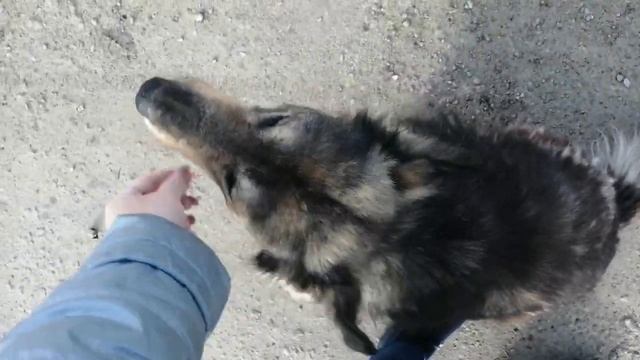 ДЕКАБРЬ В КРАСНОДАРСКОМ КРАЕ СТАНИЦА РАЕВСКАЯ ЖИЗНЬ У МОРЯ ЖИЗНЬ НА ЮГЕ ЗИМА НА КУБАНИ 2022 ГОДА смотреть онлайн