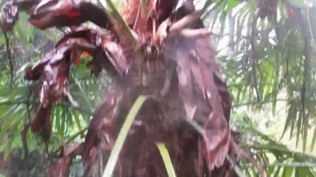 Trachycarpus palm after 25 years of neglect смотреть онлайн