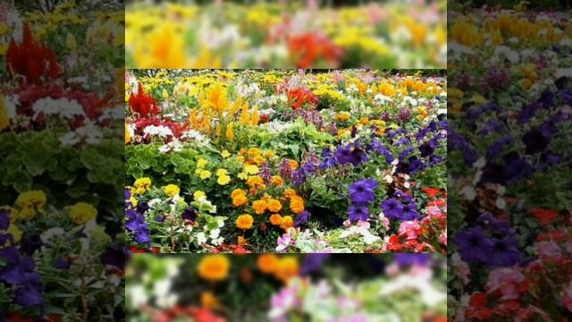 Сказка о садовых цветах, воспитатель Мензулина С.Ю. смотреть онлайн