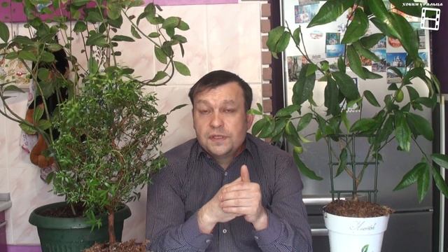 ВЕСЕННИЕ РАБОТЫ С ЦИТРУСОВЫМИ И ЭКЗОТИКОЙ (ЛИМОН, МИРТ, ЛАВР). ЦИТРУСОВЫЕ. ЭКЗОТИКА НА ПОДОКОННИКЕ смотреть онлайн