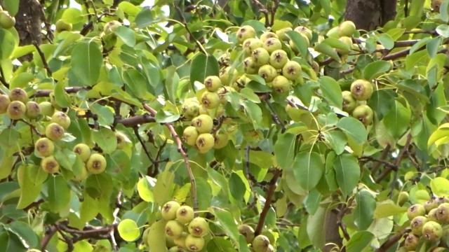 Большой урожай Дикая Груша смотреть онлайн