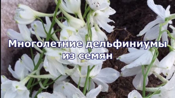 Дельфиниумы из семян, высеянные в октябре прошлого года