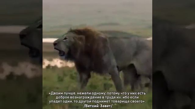 Лев против шакала смотреть онлайн