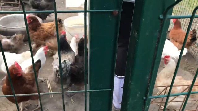 Вся правда о бункерной кормушке для кур смотреть онлайн