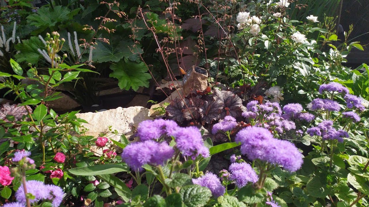 Медоносные растения в моëм саду смотреть онлайн