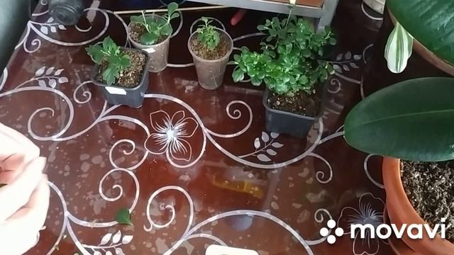 хризантема мультифлора, зимнее черенкование смотреть онлайн