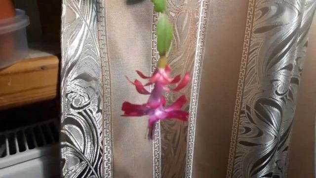 Декабрист НЕ ЦВЁЛ много лет и вот... смотреть онлайн