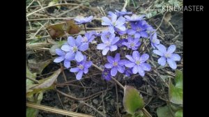 Печеночница в саду.