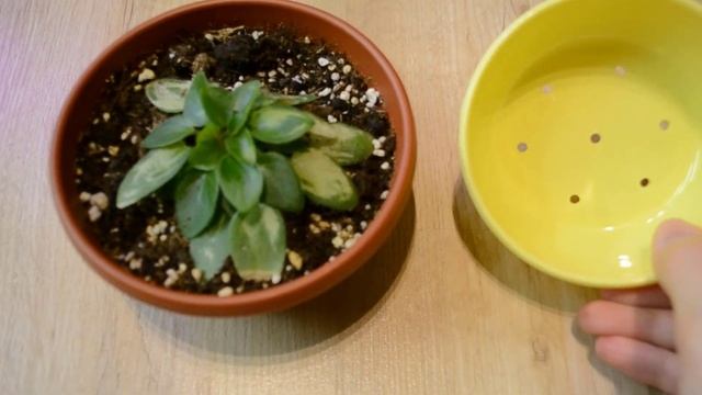 Фиалки-трейлеры 2 месяца спустя/Мои ошибки/ Делюсь наблюдениями смотреть онлайн