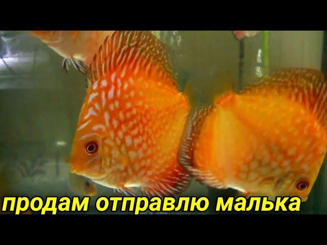 Дискусы на продажу смотреть онлайн