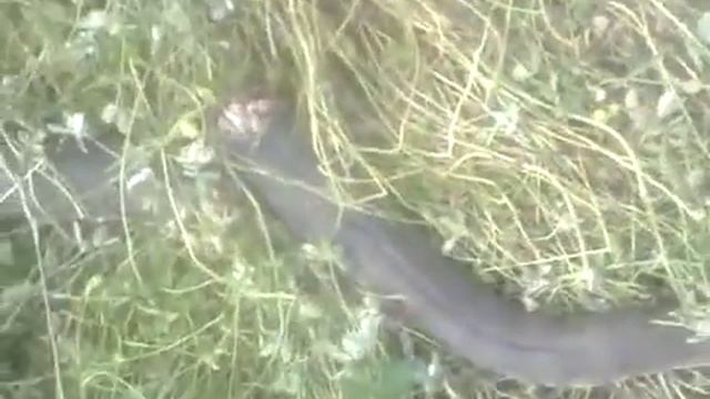 Змея найденная в Дылыме 4 или 5 метров в длину смотреть онлайн