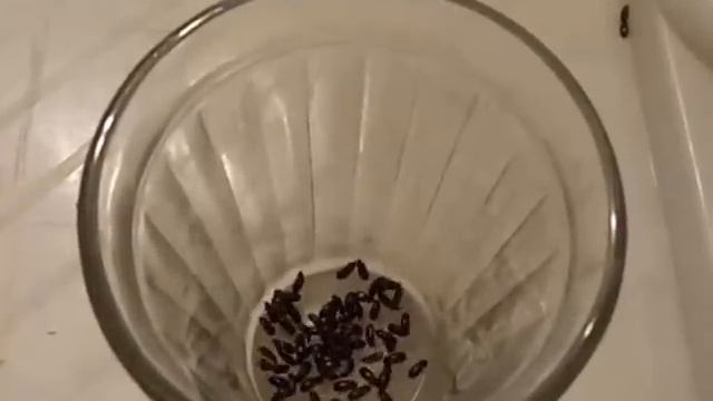 Жук Знахарь