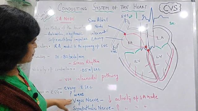 Conducting system of the Heart-SA Node,Av Node,Av Bundle,Purkinje fiberes-easy explanation in hindi смотреть онлайн