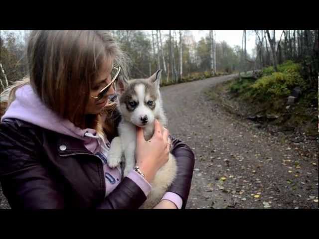 Еду Выбирать Щеночка Хаски HUSKY PUPPY