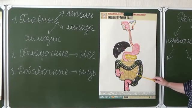 Пищеварение в желудке и кишечнике. Регуляция пищеварения