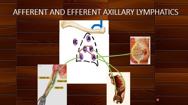 AXILLARY LYMPH NODES | GROSS ANATOMY | UPPER LIMB смотреть онлайн