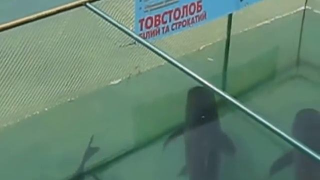 Рыбный мир смотреть онлайн