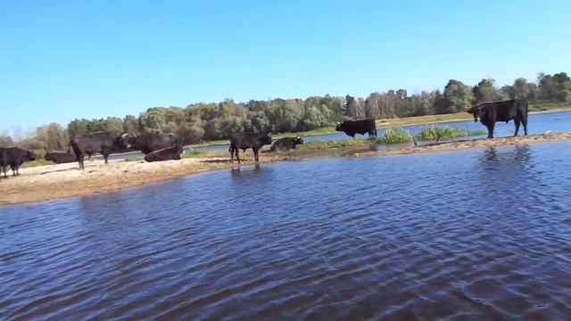 Беларусь быки ТУРЫ . Символ древнего города -Туров смотреть онлайн