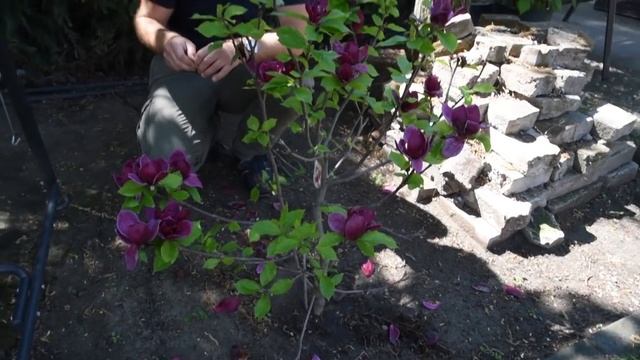 Magnolia 'Genie' - Liliomfa