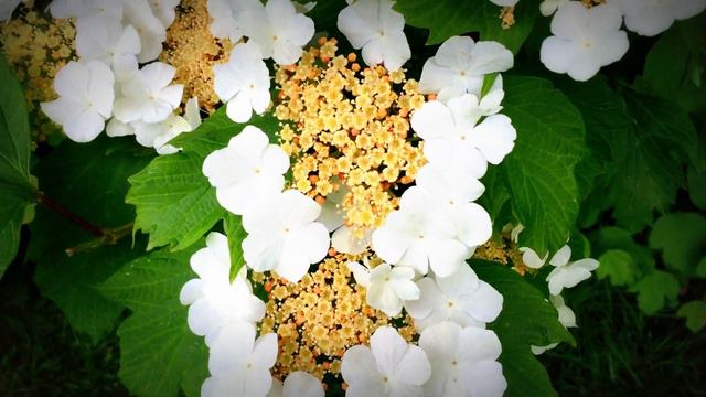 British Spring Blossoms - Highbush Cranberry (Viburnum trilobum) #cranberry #viburnum #gardening смотреть онлайн