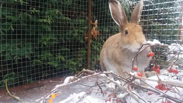 Зайчик Зосик - беленький хвостик.