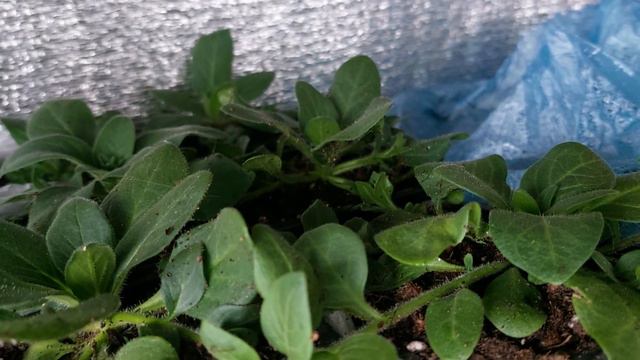 Рассада цветов на 10.02.2024 смотреть онлайн