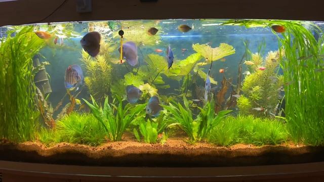 Спогади.Зима 2022 року.Мой акваріум,травник.