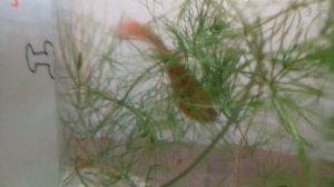 КАК РОЖАЕТ МЕЧЕНОСЕЦ? У НАС ПОПОЛНЕНИЕ ?РОДЫ У МЕЧЕНОСЦА МАЛЬКИ ЧЕМ КОРМИТЬ