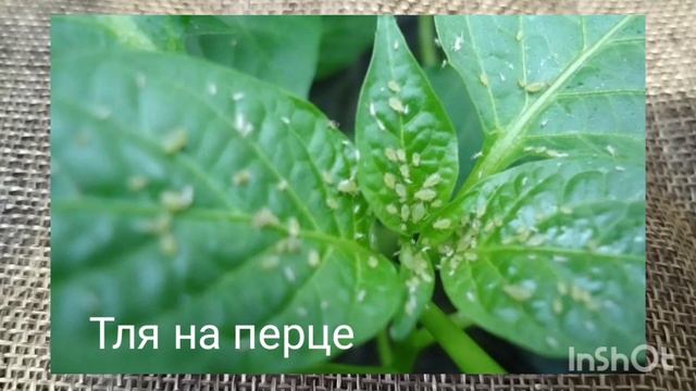 Тля белокрылка и оэдема. Как отличить и начать правильно бороться?