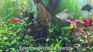 бриллиантовые тетры.