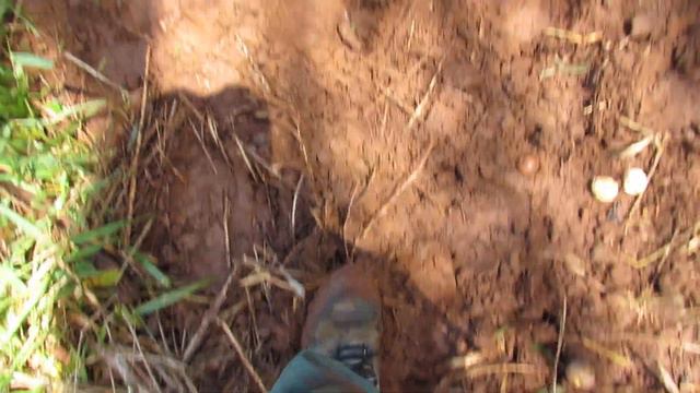 Catasetum Cf. Fimbriatum (C.Morren) Lindl. In Arecaceae, Wonderful Specimens Safe From Collectors.
