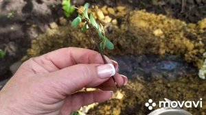 Размножение Спиреи черенками.