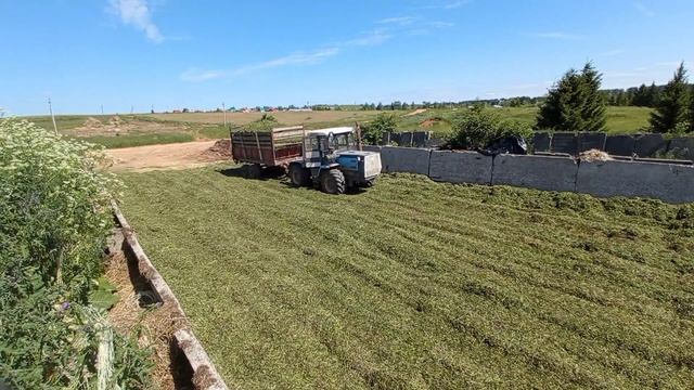 Как заготавливают силос не большем хозяйсве . Новый Дон 680М прёт как танк.