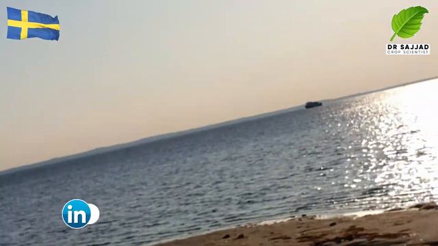 Surfing || (Oresund Harbour Beach) || Dr.Sajjad смотреть онлайн