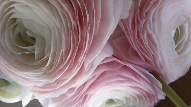 Avant Garde ALTO FLUTE & Percussion - Key Clicks - Free Modern Improvisation - RANUNCULUS Flowers смотреть онлайн