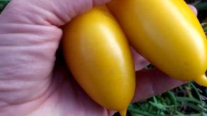 Томат Банановые ноги. Отзыв о сорте.