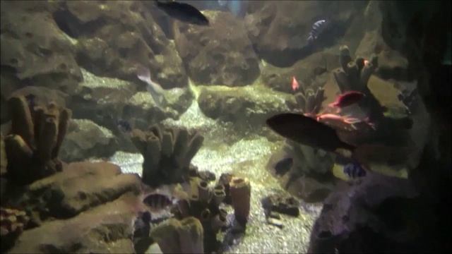 Сочи, Адлер - Океанариум..mp4 смотреть онлайн