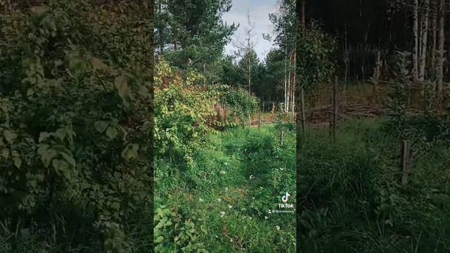 🍐🍎 Как мох и вереск стали садом смотреть онлайн