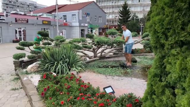 Бонсай Ниваки из можжевельника смотреть онлайн